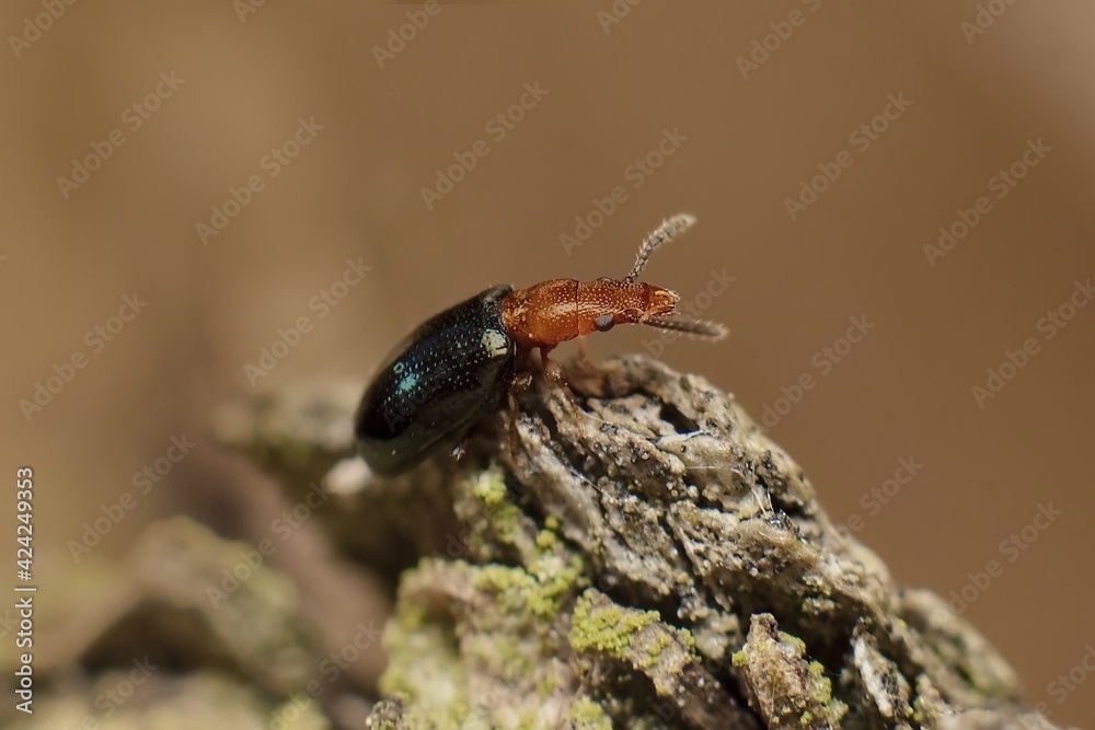 small and young beetle Oulema duftschmidi small and young beetle Oulema duftschmidi