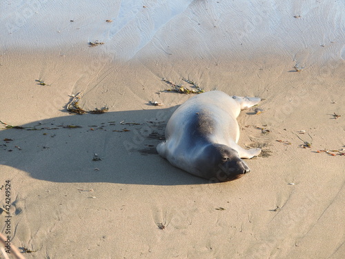 Elephant seal enjoying a beautiful summer day on the shores of San Simeon, California.