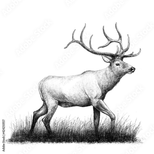 Schilderij op canvas Wildlife illustration 1