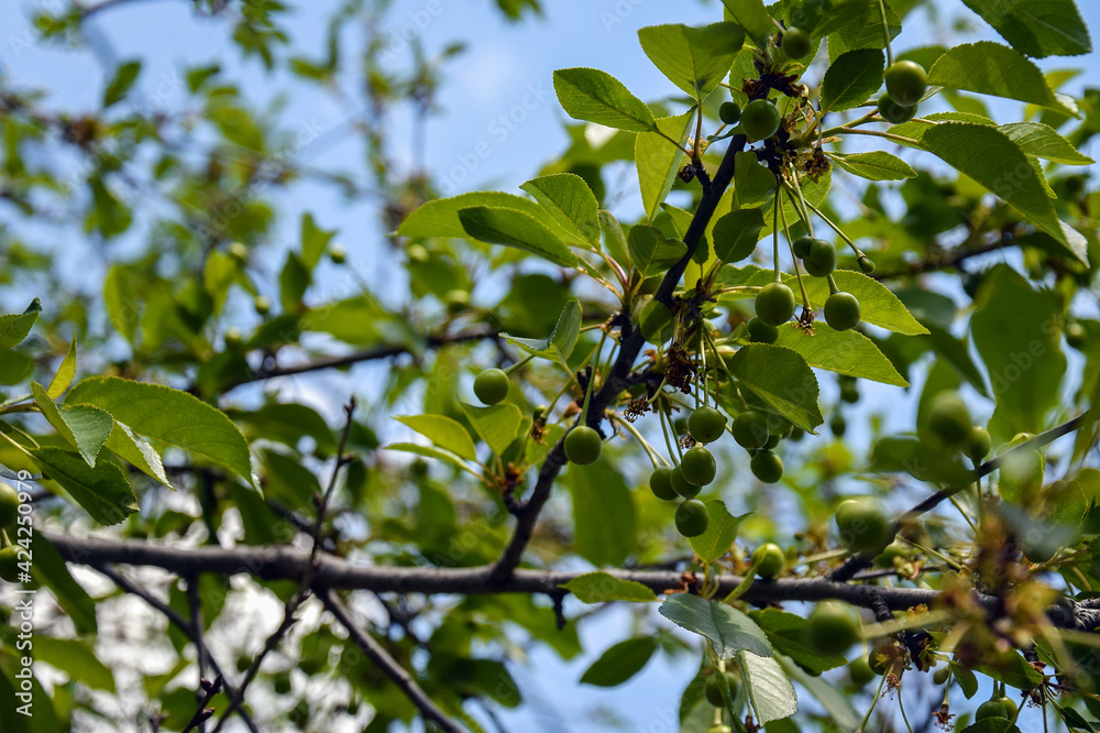 Branch with small unripe cherry fruits on abstract blurred background of green foliage. Selective focus. Orchard in springtime.