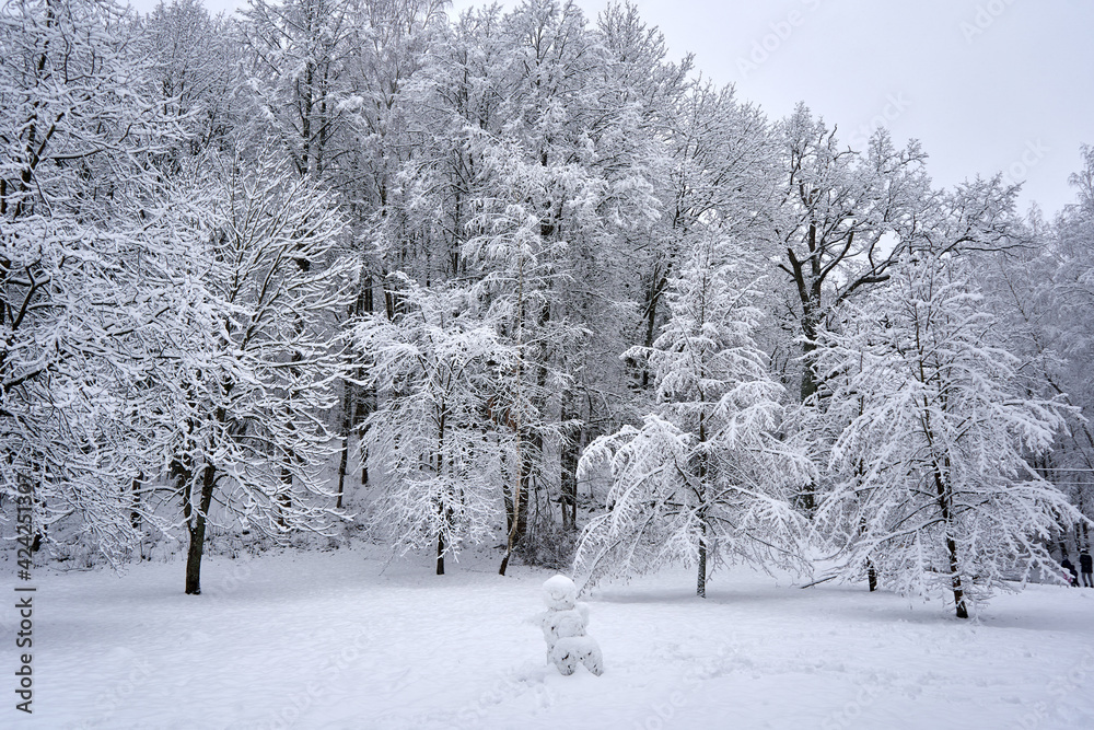 Trees after the snowstorm in the forest