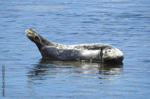 Harbor seal sunbathing on the rocks in the shallows of Monterey Bay, California.