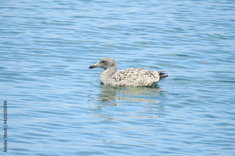 Seagull swimming in the pacific ocean in Monterey Bay, California. Seagull swimming in the pacific ocean in Monterey Bay, California.