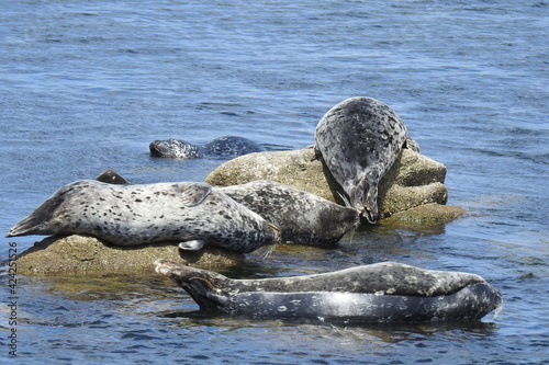 Harbor seals sunbathing on the rocks in the shallows of Monterey Bay, California. © Scenic Corner