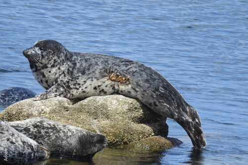 Injured elephant seal, with a wound on its side, relaxing on the rocks in the shallows of Monterey Bay, California. 
