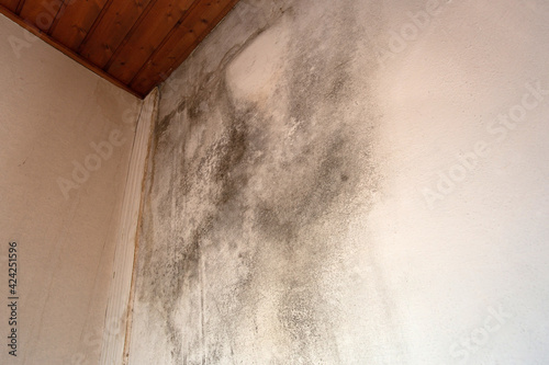 Billede på lærred Black mold in the corner, old ceiling of building, water damage causing mold gro