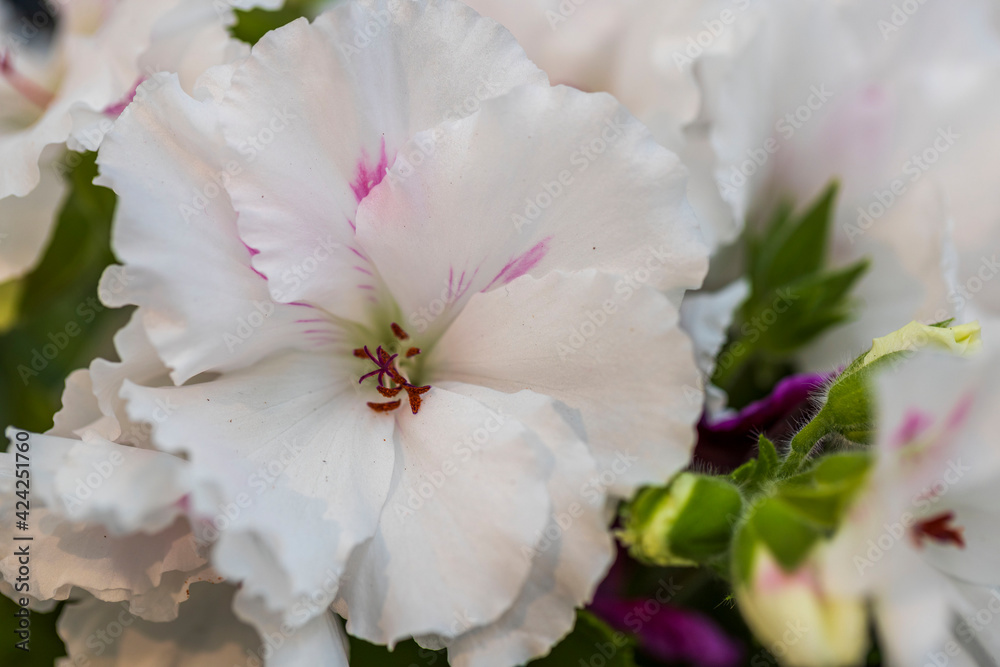 Close up view of gorgeous plant with white flowers. Close up view of gorgeous plant with white flowers.