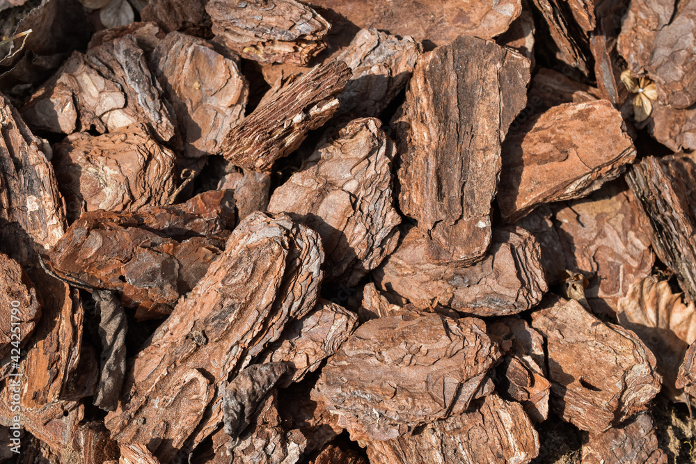 Natural background from pieces of bark in brown shades Natural background from pieces of bark in brown shades