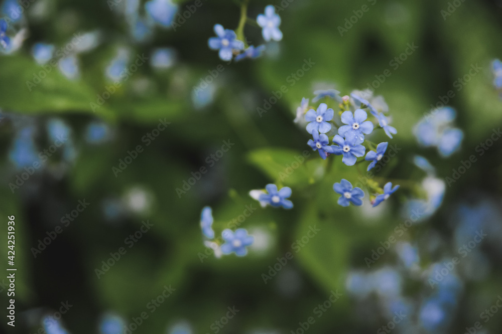 Little blue flowers on a blurry background