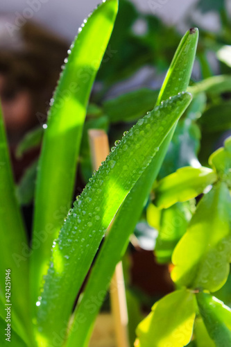 Hyacinth leaves in drops of water with sunlight.