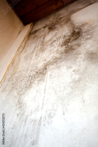 Black mold in the corner, old ceiling of building, water damage causing mold growth, dangerous toxic fungus in the room, needs renovation house, copy space