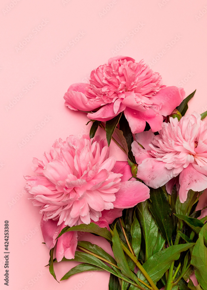 Beautiful fresh pink peonies on a pink background with a copyspace, flat lay.