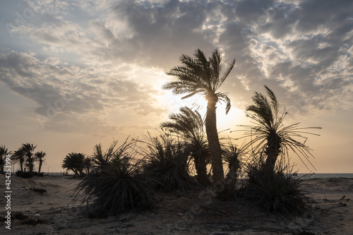 Umm Bab Beach in Al Shahaniya  Qatar. Also known as  Palm Tree Beach  