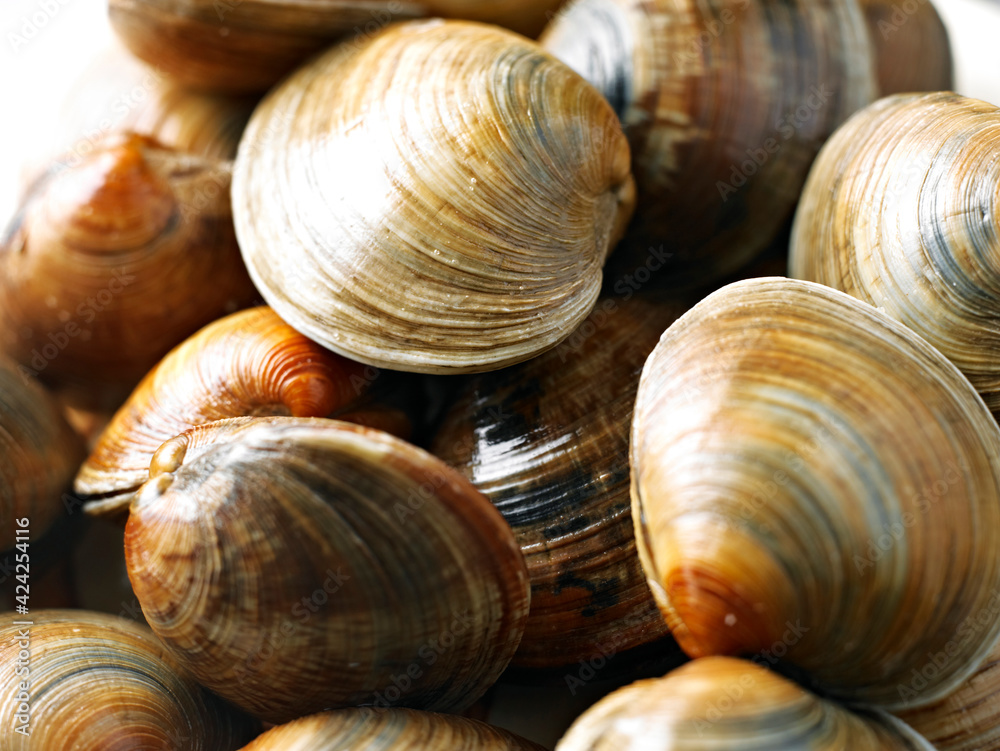 Fresh Littlenecks clam close up Fresh Littlenecks clam close up