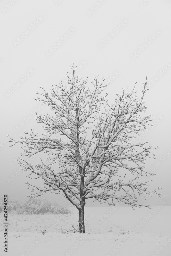 Fototapeta premium tree in snow