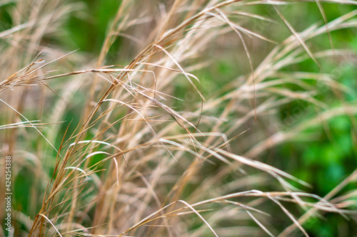 Close up of grass in a green sunlit meadow ~A MEADOW'S SPLENDOR~