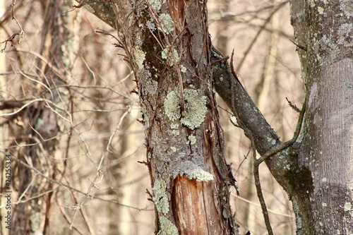 bark of a tree