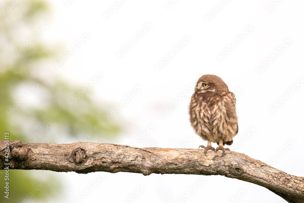 Little owl sitting alone on a tree branch. Waiting. Little owl sitting alone on a tree branch. Waiting.