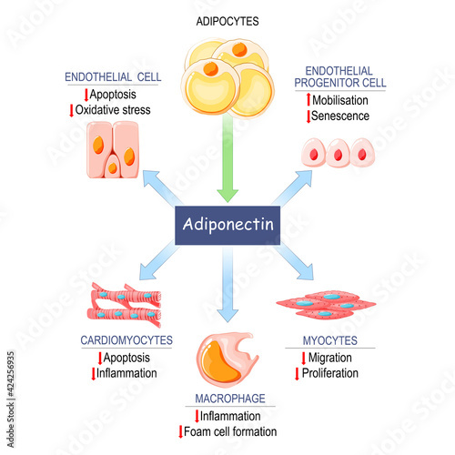 Role of adiponectin. photo