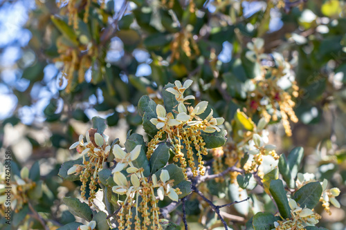 Flowers of an evergreen oak, Quercus ilex