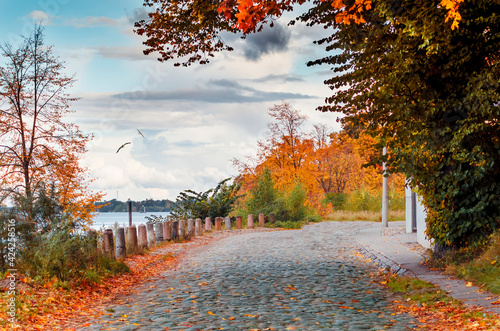 Countryside rubble road among autumnal oak and maple trees