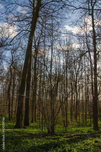 Belgium  Brussels  beech forest  laerbeek wood