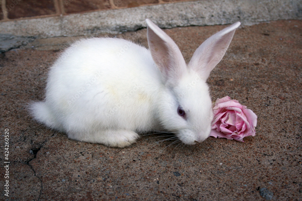Um coelho branco e fofo, comendo uma rosa.