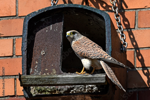 Common kestrel // Turmfalke // Faucon crécerelle (Falco tinnunculus)