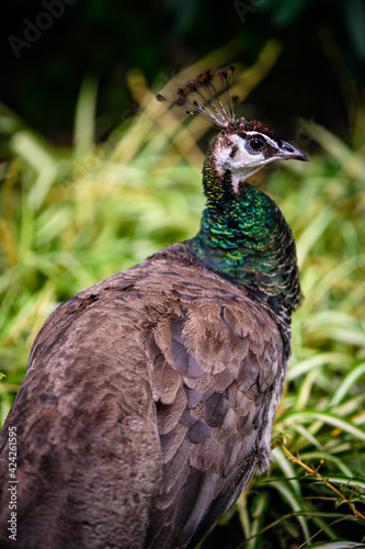 Pavo cristatus - Female peacock outdoors.