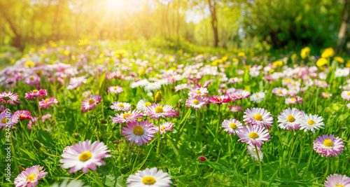 Fotografia Meadow with lots of pink spring daisy flowers