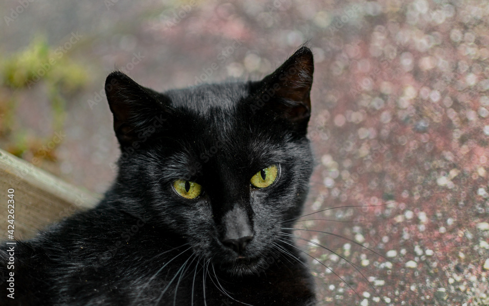 portrait of a black cat portrait of a black cat