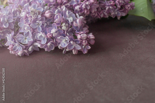 lilac flowers on velvet background side view with copy space