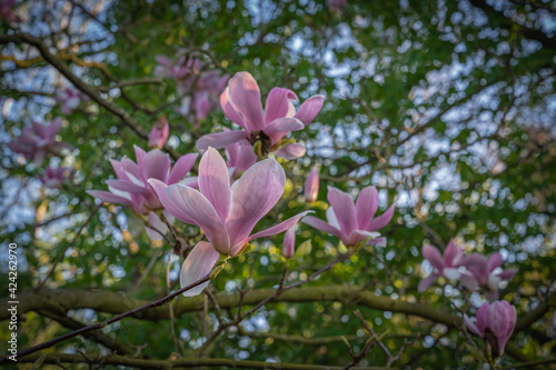 Gennevilliers, France - 02 27 2021: Chanteraines park. Nature in bloom in spring season. Pink magnolia in bloom