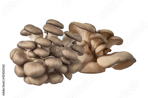 Group of oyster mushrooms of different sizes isolated on a white background