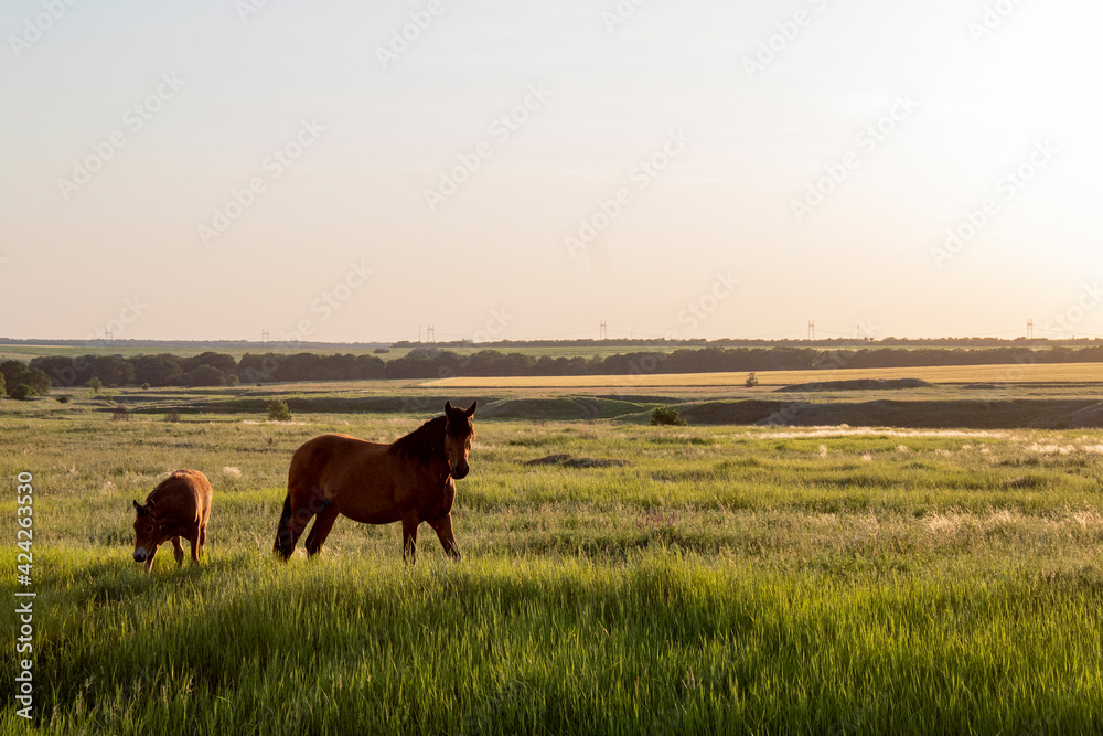 Obraz premium horse on pasture