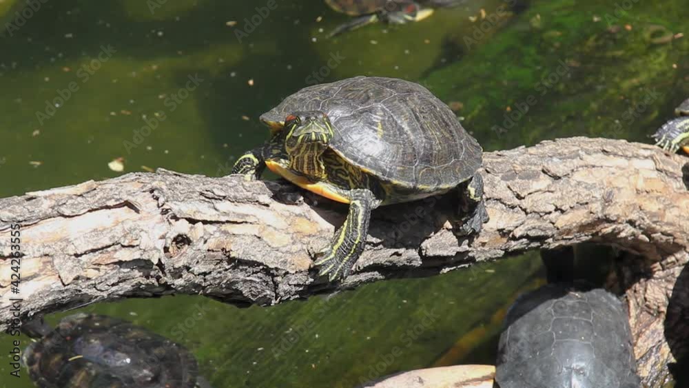Red-eared turtle on a branch near the pond, pond slider turtles swim in the water. Animals bask in the sun on a summer day. Family of turtles. Red-eared turtle on a branch near the pond, pond slider turtles swim in the water. Animals bask in the sun on a summer day. Family of turtles.