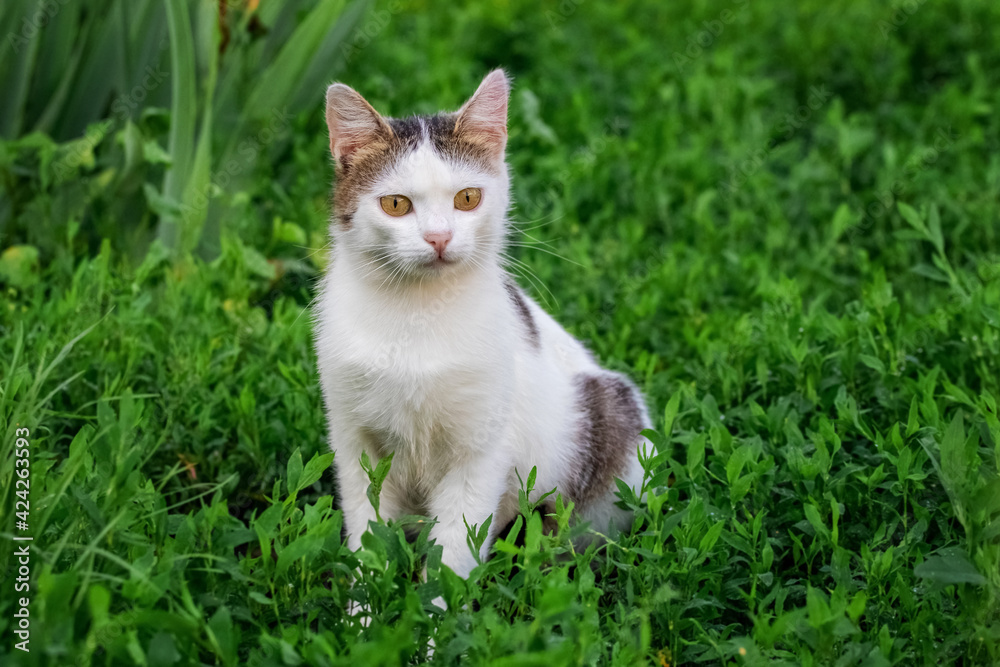 Young white spotted cat sitting in the garden on the grass Young white spotted cat sitting in the garden on the grass