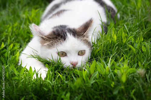 Photos White spotted cat sitting in the grass