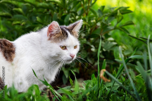 White spotted cat sitting in the garden under a bush of flowers among the thick grass © Volodymyr