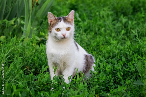 Young white spotted cat sitting in the garden on the grass