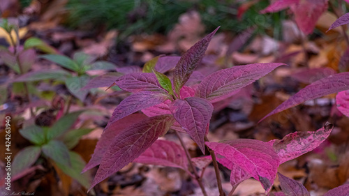 piękne purpurowe liście
