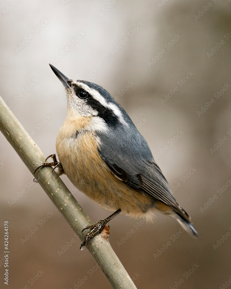 Obraz premium Nuthatch Stock Photos. Close-up profile view perched on a tree branch in its environment and habitat with a blur background, displaying feather plumage and bird tail. Image. Picture. Portrait.