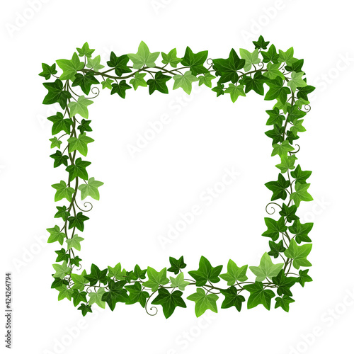 Green ivy creeper plant square wreath isolated on white background. Hedera vine botanical frame design element. Vector illustration of natural decorative ivy foliage border