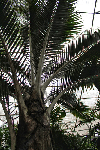 Arecaceae palm tree in the garden photo