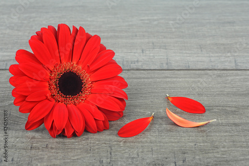 Beautiful red gerbera flower with petals on wooden background
