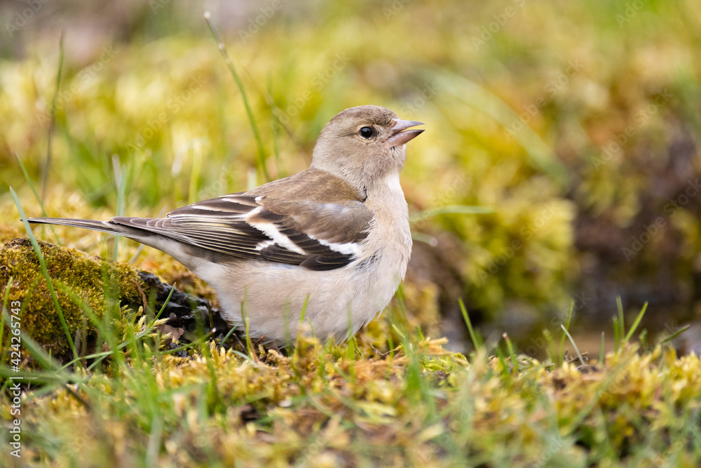 Female of the common chaffinch Fringilla coelebs