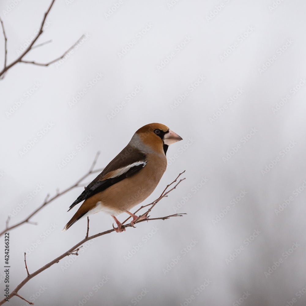 Hawfinch Coccothraustes coccothraustes. A bird in the winter forest Hawfinch Coccothraustes coccothraustes. A bird in the winter forest