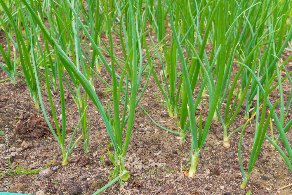 Green onions grow in the garden in the summer Green onions grow in the garden in the summer