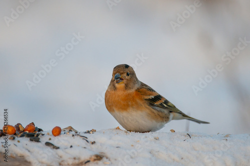 Brambling, Fringilla montifringilla. A bird sits in the snow