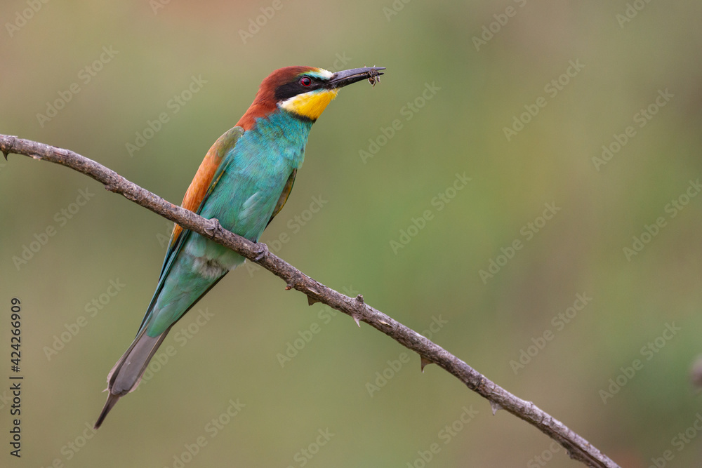 European bee eater Merops apiaster perching on a twig with bee in it's beak